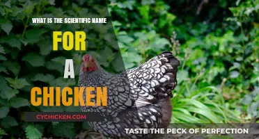Unveiling the Scientific Name for Chickens: Gallus Gallus Domesticus Explained