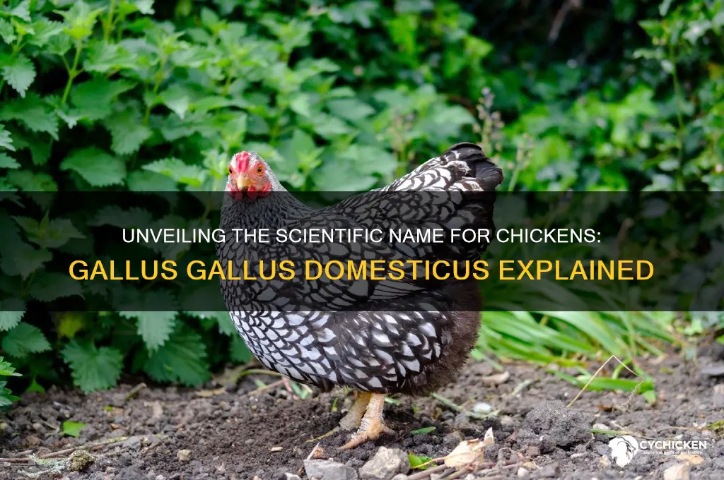 what is the scientific name for a chicken