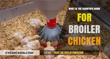 Unveiling the Scientific Name for Broiler Chicken: A Poultry Insight