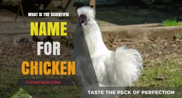 Unveiling the Scientific Name for Chickens: Gallus gallus domesticus Explained