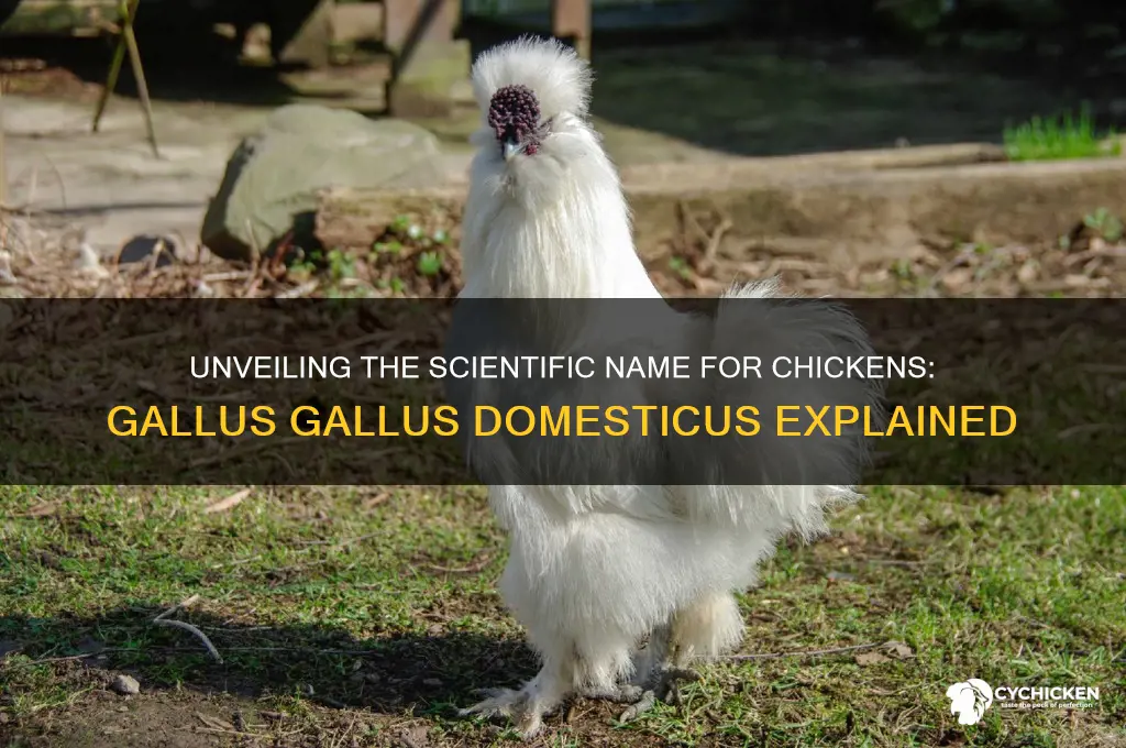 what is the scientific name for chicken