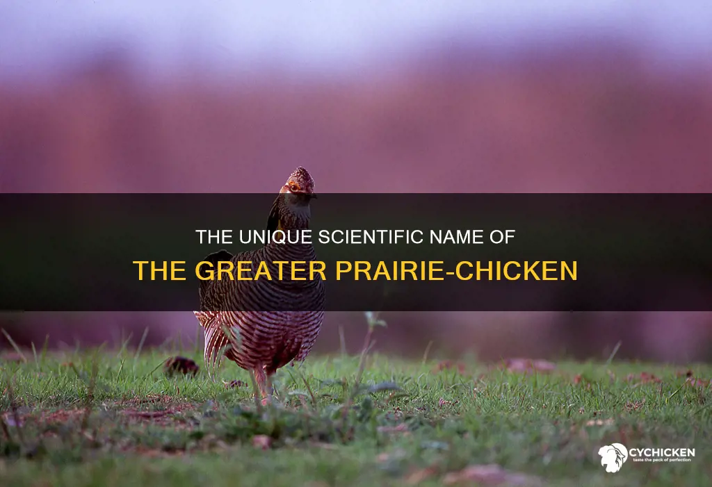 what is the scientific name for greater prairie-chicken