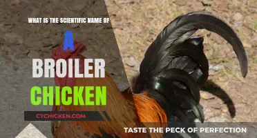Broiler Chicken: Unveiling Its Scientific Name