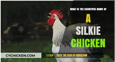 Scientific Name of Silkie Chickens: Unveiling Gallus Domesticus