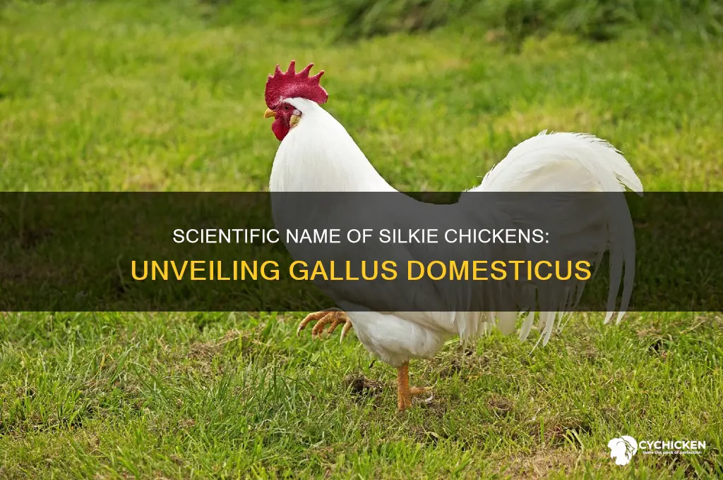 what is the scientific name of a silkie chicken