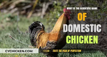 Unveiling the Scientific Name of the Domestic Chicken: Gallus gallus domesticus