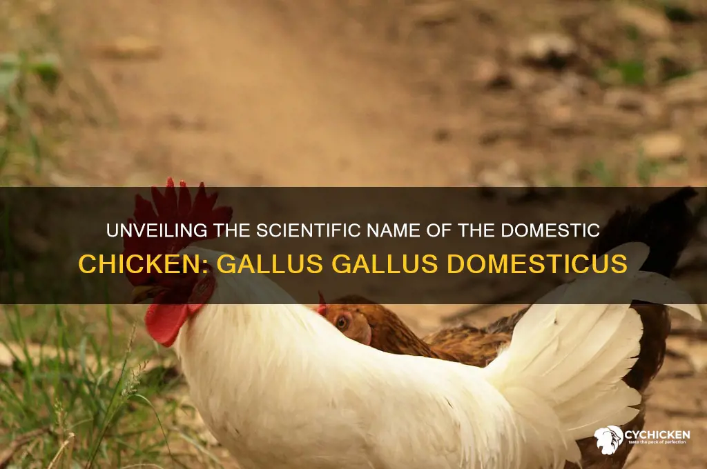 what is the scientific name of domestic chicken