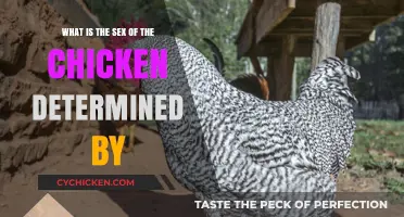 Genetics: How a Chicken's Gender is Determined