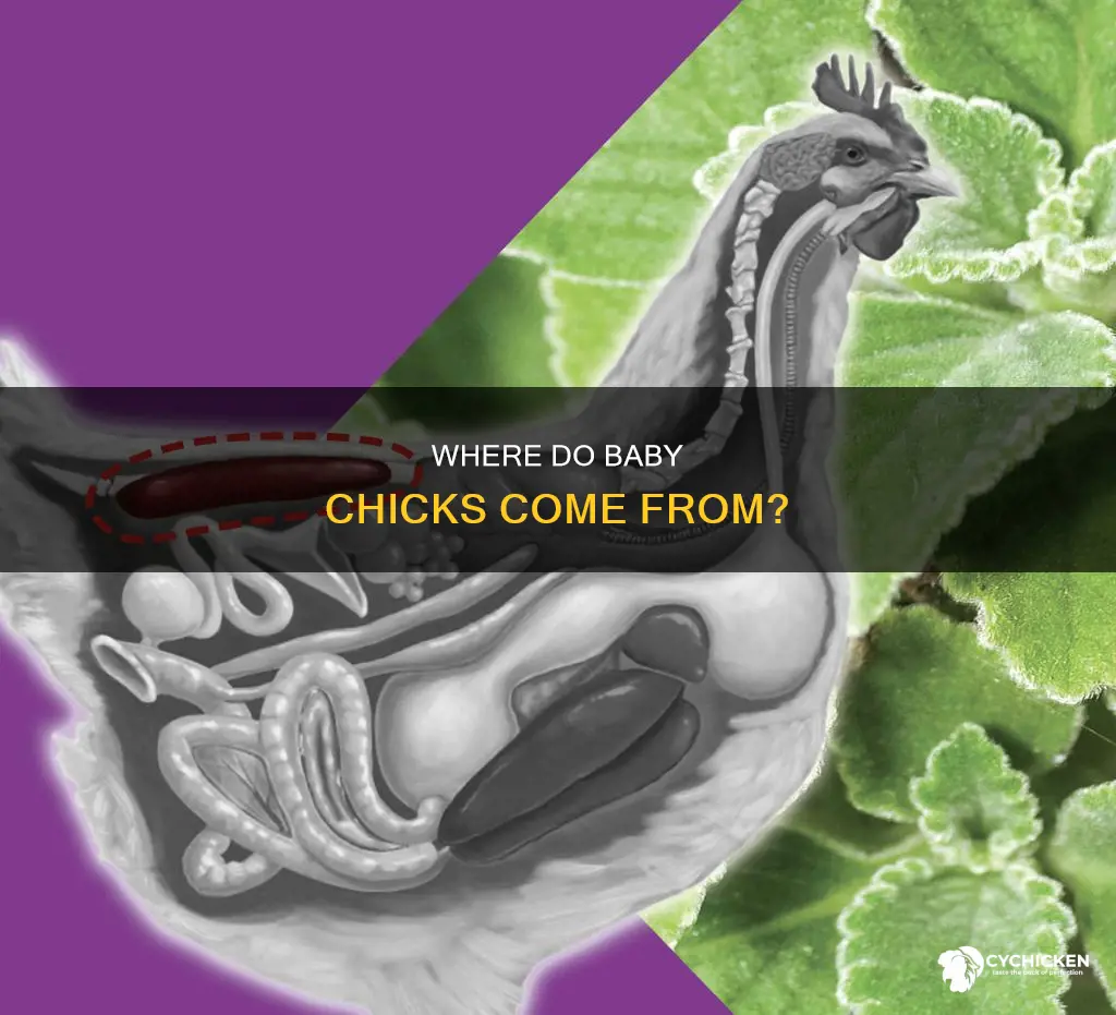 what is the sex part called on a chicken
