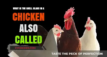 Shell Gland Mystery: What's in a Name?