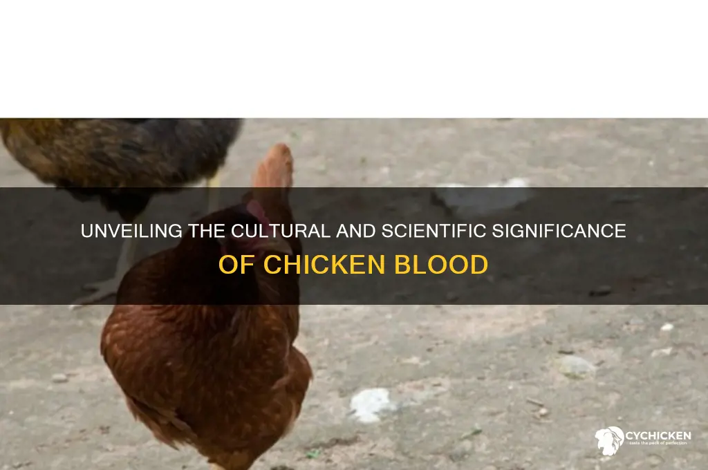 what is the significance of chicken blood