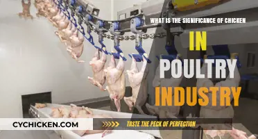 Chicken's Significance in the Poultry Industry