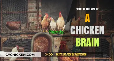 Exploring the Surprising Size of a Chicken's Brain: Facts Revealed