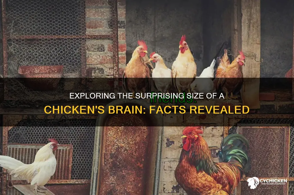 what is the size of a chicken brain