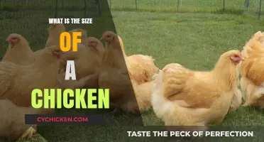 Understanding Chicken Sizes: From Bantam to Broiler Breeds Explained