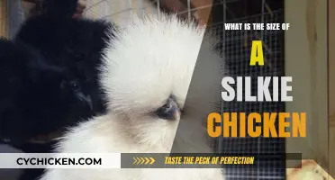 Discover the Surprising Size of Silkie Chickens: A Complete Guide