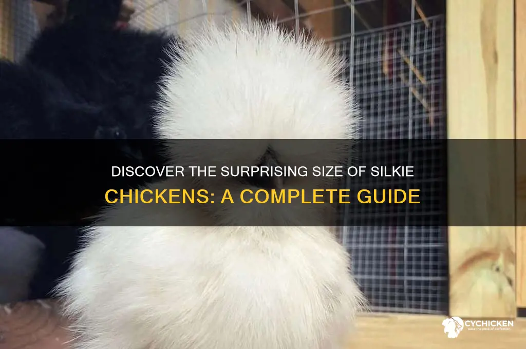 what is the size of a silkie chicken
