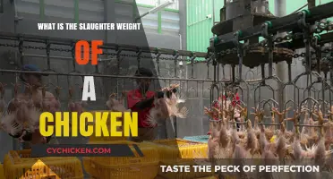 Understanding the Ideal Slaughter Weight for Chickens: A Comprehensive Guide