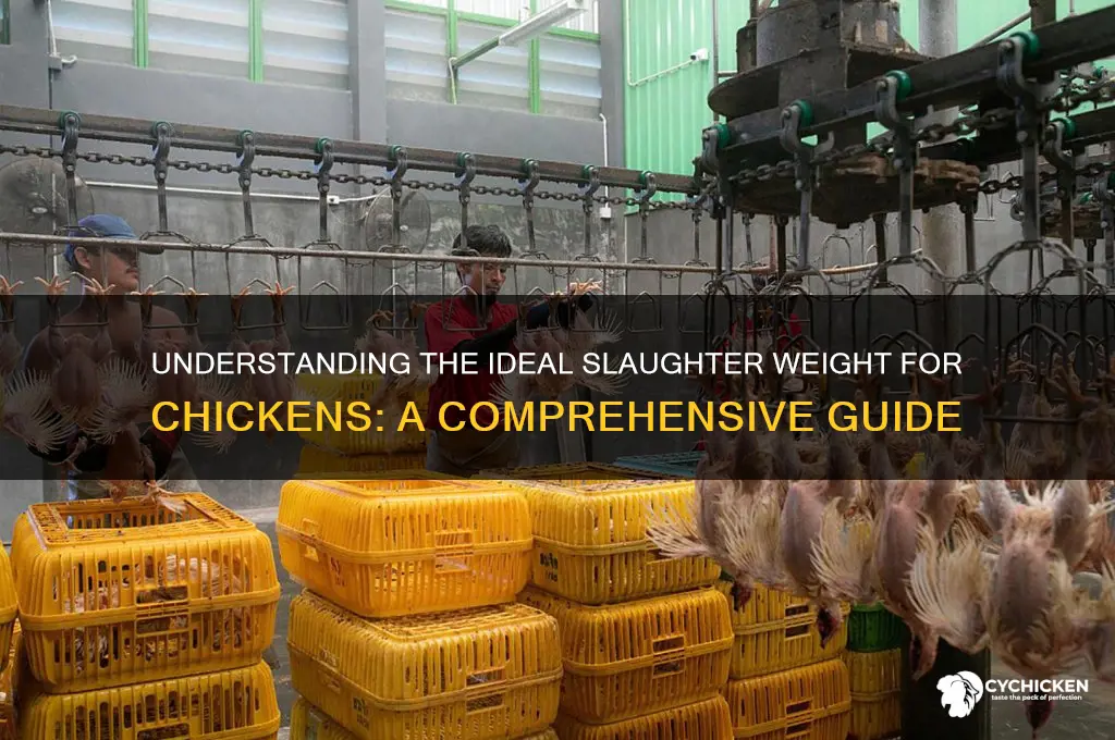 what is the slaughter weight of a chicken