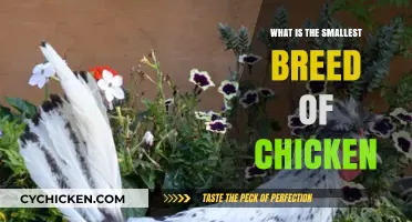 Discover the Tiniest Chicken Breed: A Guide to Miniature Poultry