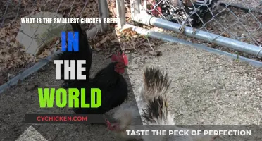 Smallest Chicken Breeds: The World's Tiniest Cluckers