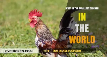 Discovering the World's Tiniest Chicken Breed: A Fascinating Exploration