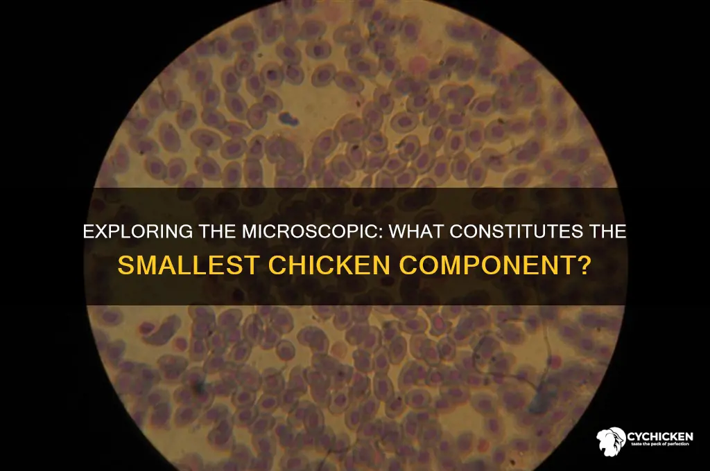 what is the smallest part of the chicken