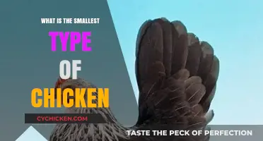 Discovering the Tiniest Chicken Breed: A Guide to Bantam Chickens