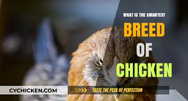 Discovering the Most Intelligent Chicken Breed: A Smart Farmer's Guide