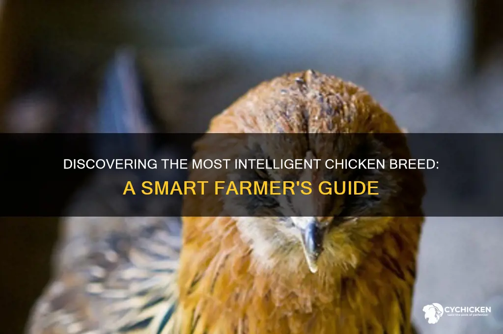 what is the smartest breed of chicken