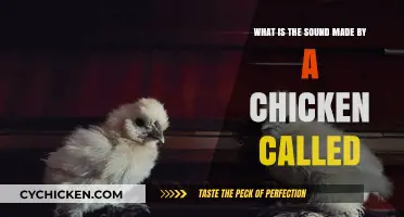 Clucks and Pecks: The Chicken's Unique Language