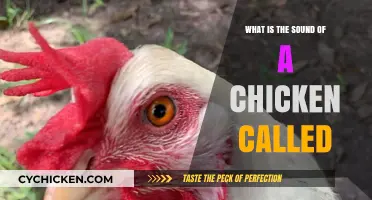 Clucks and Chirps: Understanding the Unique Sounds of Chickens