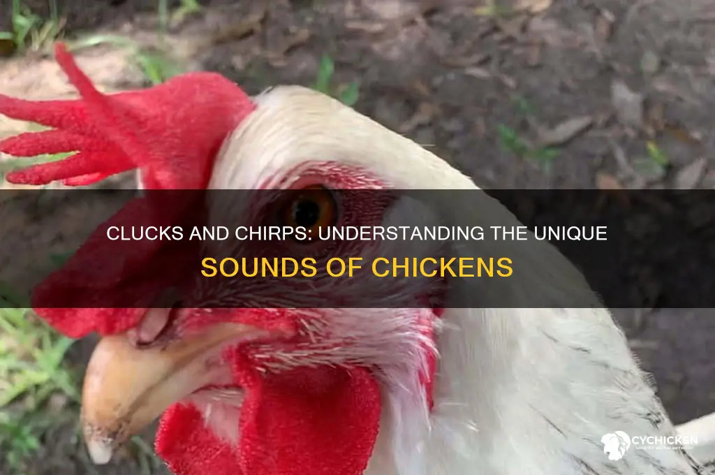 what is the sound of a chicken called
