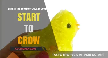The Sound of a Young Rooster's Crow