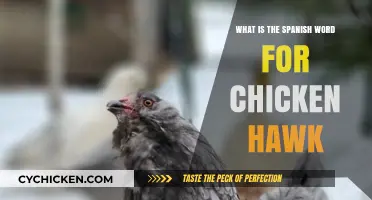 Discovering the Spanish Word for Chicken Hawk: A Quick Guide