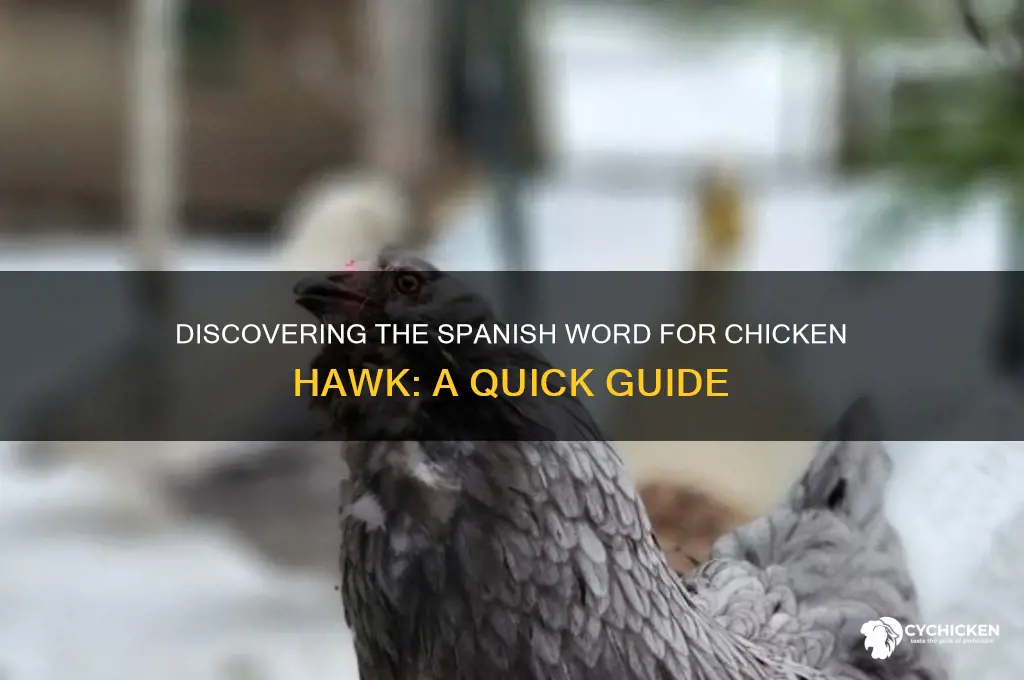 what is the spanish word for chicken hawk