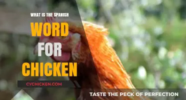Discovering the Spanish Word for Chicken: A Quick Language Lesson