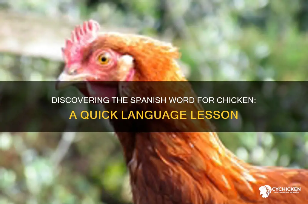 what is the spanish word for chicken