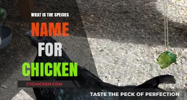 Unveiling the Scientific Species Name for the Common Chicken