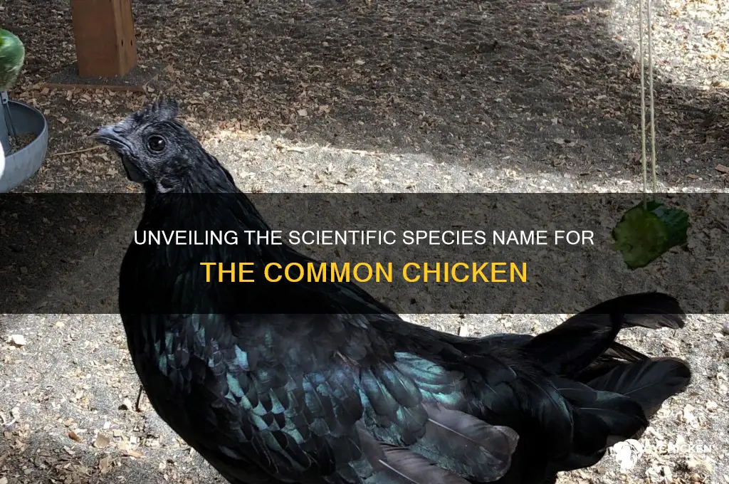 what is the species name for chicken