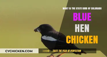 Colorado's State Bird: The Unique and Beautiful Blue Hen Chicken
