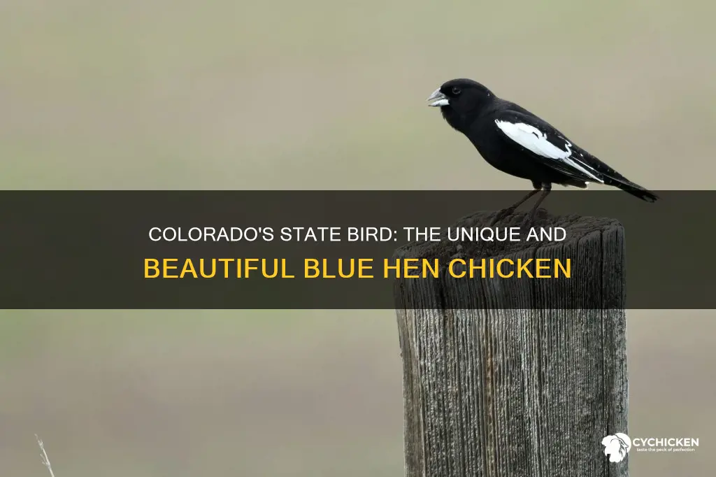 what is the state bird of colorado blue hen chicken