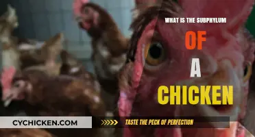 Understanding the Subphylum Classification of Chickens in Biology