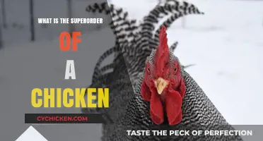 Understanding the Superorder of Chickens: A Comprehensive Classification Guide