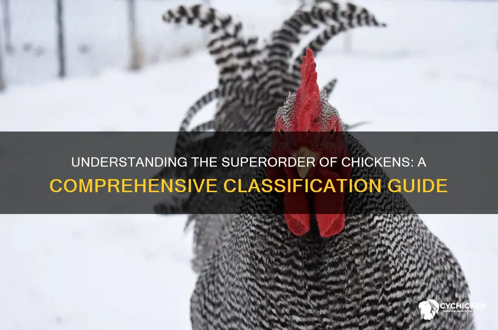 what is the superorder of a chicken