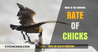 Understanding Chick Survival Rates: Factors, Challenges, and Conservation Efforts