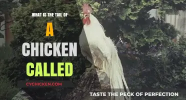 What is the Tail of a Chicken Called? Uncovering the Unique Name