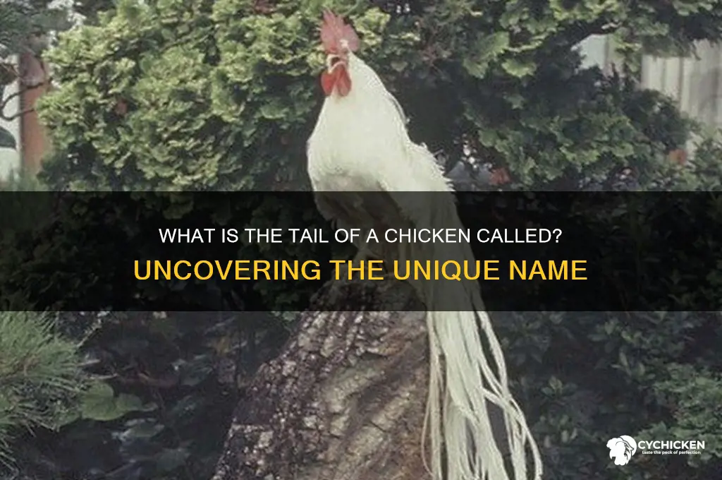 what is the tail of a chicken called