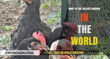 Discover the World's Tallest Chicken Breed: A Surprising Record Holder