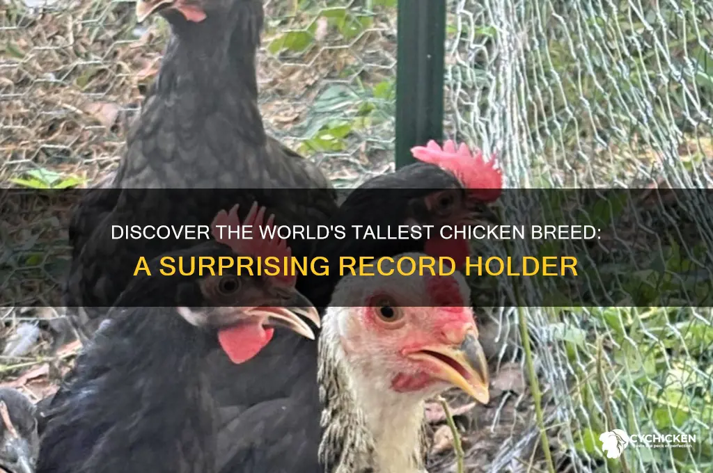 what is the tallest chicken in the world